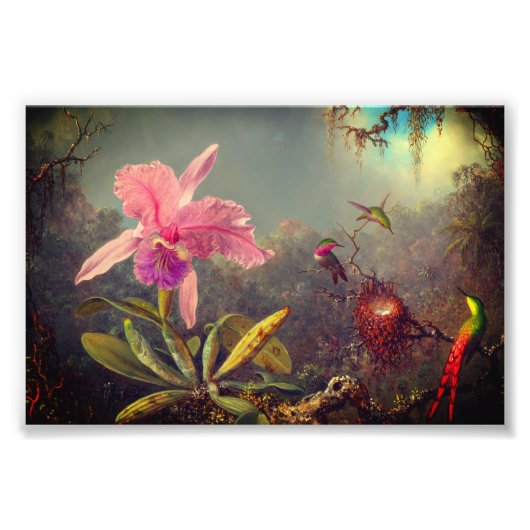 Cattleya Orchid und Three Hummingbirds Heade Fotodruck (Vorne)