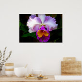 Cattleya Orchid - weiß/Lila/gelb Poster (Küche)