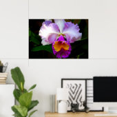 Cattleya Orchid - weiß/Lila/gelb Poster (Heimbüro)