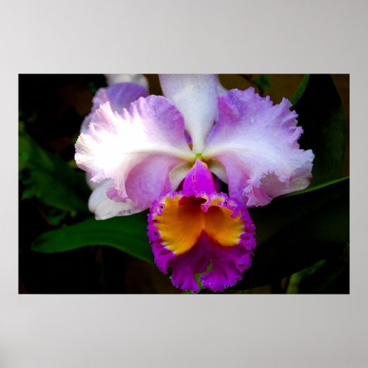 Cattleya Orchid - weiß/Lila/gelb Poster (Vorne)