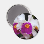 Cattleya Orchid - weiß/Lila Magnet (Vorderseite/Rückseite)