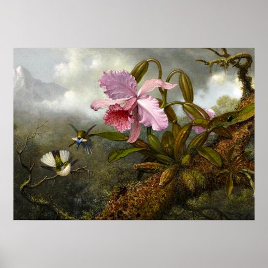 Cattleya Orchid, zwei Hummingbirds und ein Käfer Poster (Vorne)