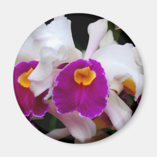 Cattleya Orchidee - weiß/lila Magnet