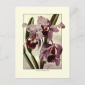 Cattleya-Orchideen Postkarte (Vorderseite)