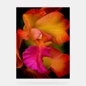Cattleya-Orchideenporträt Acrylschild (Vorderseite)