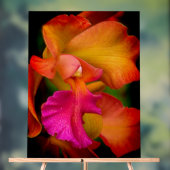 Cattleya-Orchideenporträt Acrylschild (Neutral)
