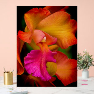 Cattleya-Orchideenporträt Acrylschild