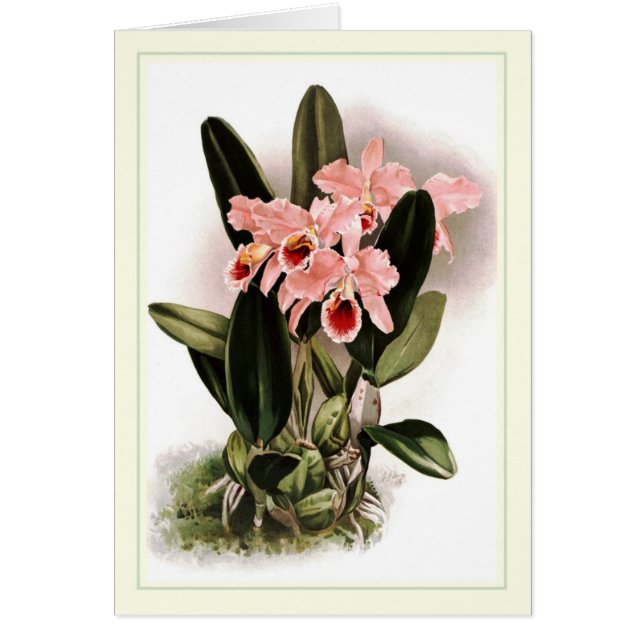 Cattleya percivaliana (Vorne)