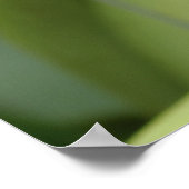 Cattleya Poster (Ecke)