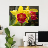 Cattleya Poster (Heimbüro)