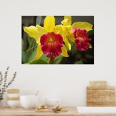 Cattleya Poster (Küche)