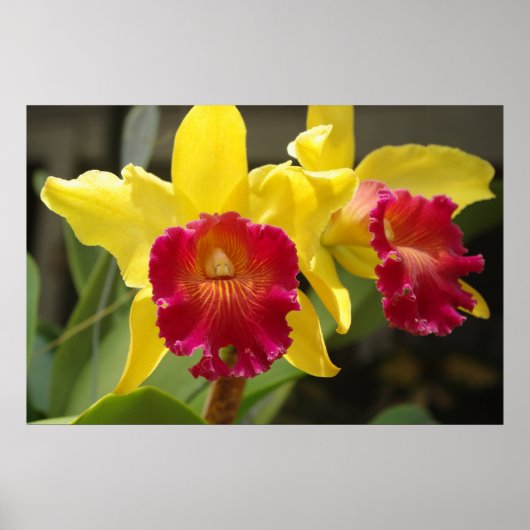 Cattleya Poster (Vorne)
