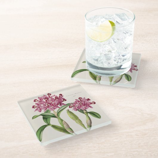 Cattleya skinnera von Bateman Orchid Print Glasuntersetzer (Schrägansicht)