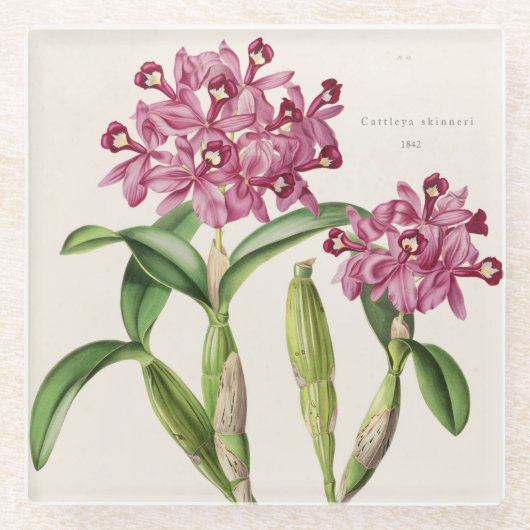 Cattleya skinnera von Bateman Orchid Print Glasuntersetzer (Vorderseite)