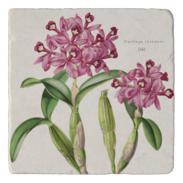 Cattleya skinneri töpfeuntersetzer