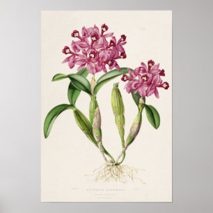 Cattleya skinneri von Bateman Orchideen Druck Poster