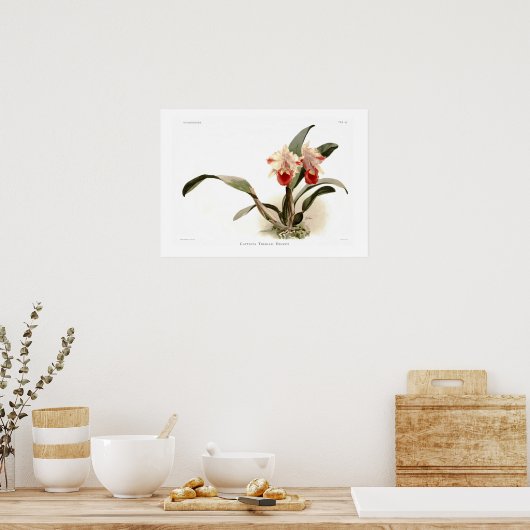Cattleya trianae ernesti poster (Küche)