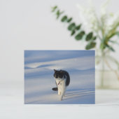 Catwalk CC0093 Postkarte (Stehend Vorderseite)