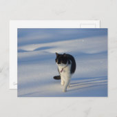 Catwalk CC0093 Postkarte (Vorne/Hinten)