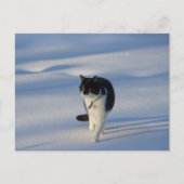 Catwalk CC0093 Postkarte (Vorderseite)