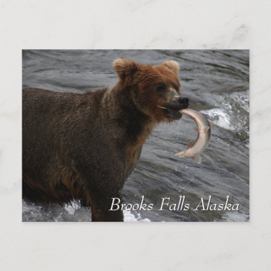 Cau, Brooks Falls Alaska Postkarte (Vorderseite)