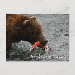 Cau, Brooks Falls Alaska Postkarte