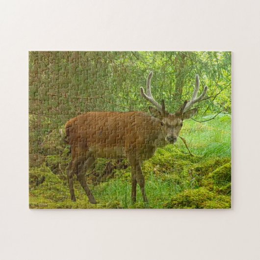 Cauvely Red Deer Stag Jigsaw Puzzle (Horizontal)
