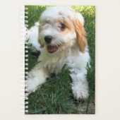 Cavachon Dog Foto Planer (Vorderseite)