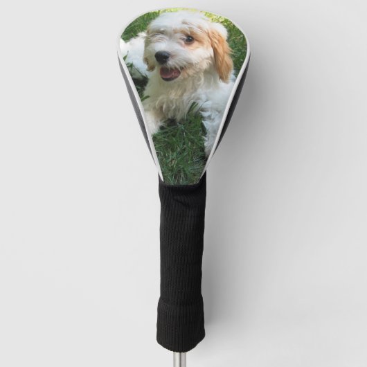 Cavachon-Foto, Hund Golf Headcover (Vorderseite)