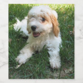 Cavachon-Foto, Hund Weinetikett (Einzelnes Label)