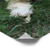 Cavachon Foto Poster, Hund Poster (Ecke)