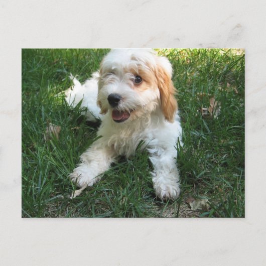 Cavachon Postcard, Fügen Sie Ihr Dog-Foto hinzu Postkarte (Vorderseite)