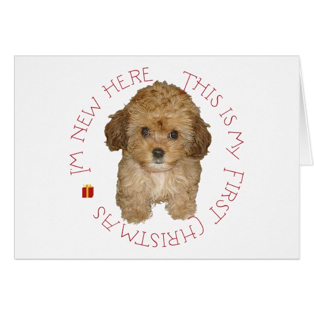 Cavachon Puppy (Vorderseite (Horizontal))