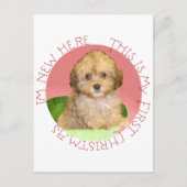 Cavachon Puppy Feiertagspostkarte (Vorderseite)