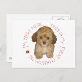 Cavachon Puppy Feiertagspostkarte (Vorne/Hinten)