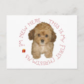 Cavachon Puppy Feiertagspostkarte (Vorderseite)