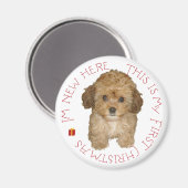 Cavachon Puppy Magnet (Vorderseite/Rückseite)