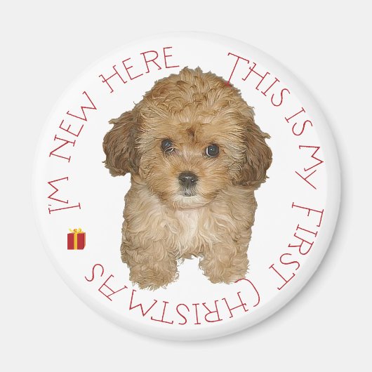 Cavachon Puppy Magnet (Vorne)