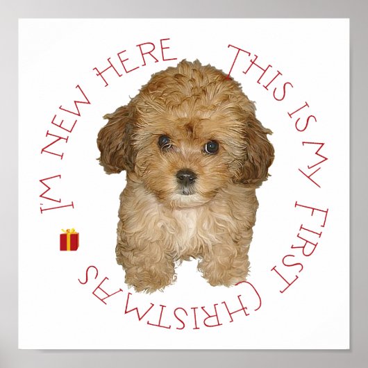 Cavachon Puppy Poster (Vorne)