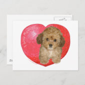 Cavachon Valentine Feiertagspostkarte (Vorne/Hinten)
