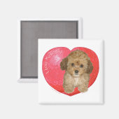 Cavachon Valentine Magnet (Vorderseite/Rückseite)
