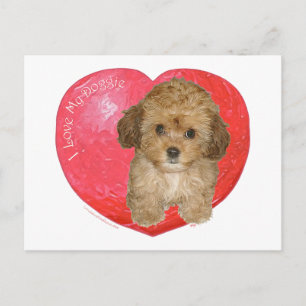 Cavachon Valentinstag Feiertagspostkarte