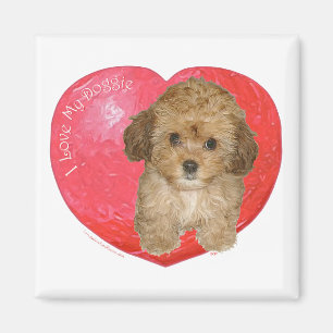 Cavachon Valentinstag Magnet