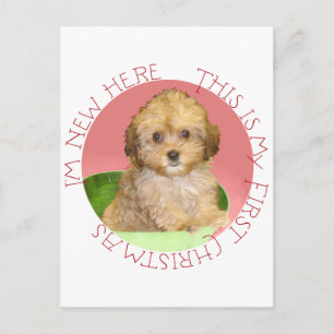 Cavachon-Welpe erstes Weihnachten