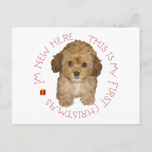 Cavachon-Welpe erstes Weihnachten