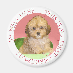 Cavachon-Welpe erstes Weihnachten Magnet