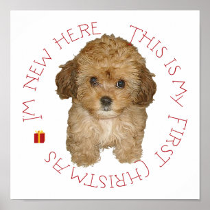 Cavachon Welpe erstes Weihnachten Poster