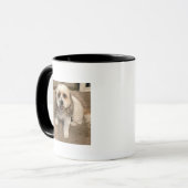 Cavachons besser als eine heiße Tasse Kaffee (Vorderseite Links)