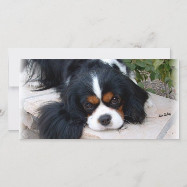 Cavalier King Charles (Vorderseite)
