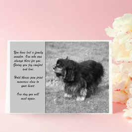Cavalier King Charles Beileid Grußkarte Karte